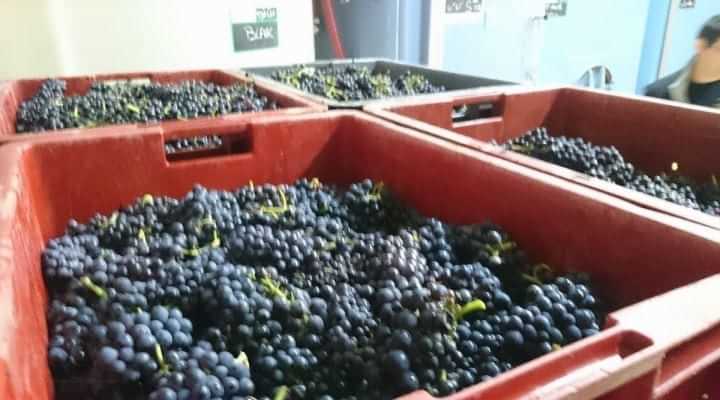 grower champagne Staying with a Grower Champagne during Harvest.