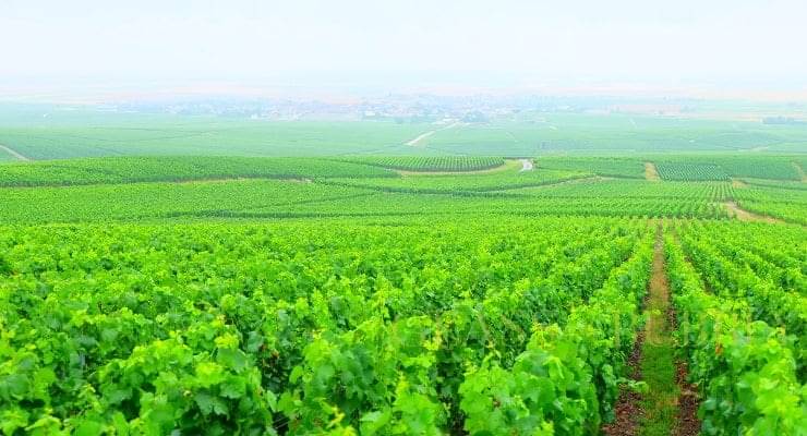 A Visit To Champagne Delavenne Pere Fils Glass Of Bubbly