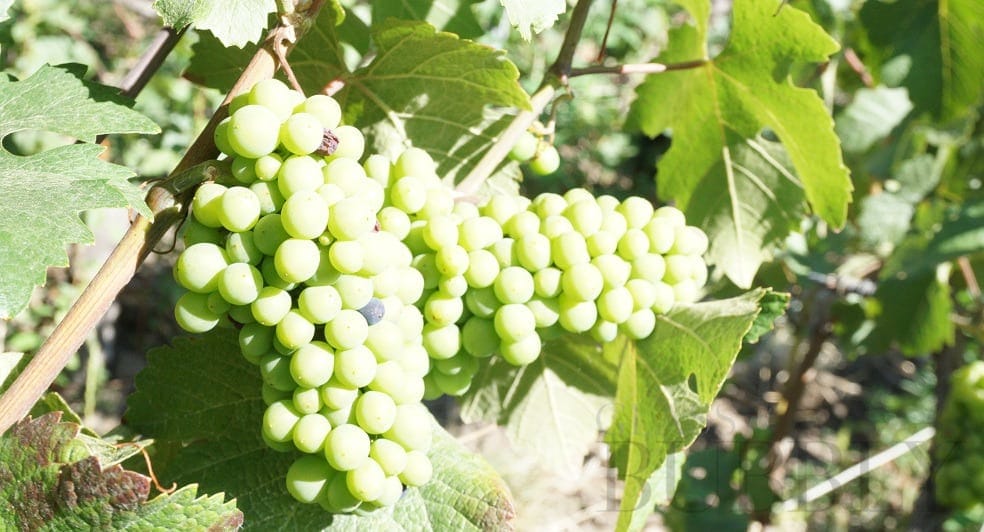 Easy Guide Chardonnay vs Sauvignon Blanc 2024 AtOnce