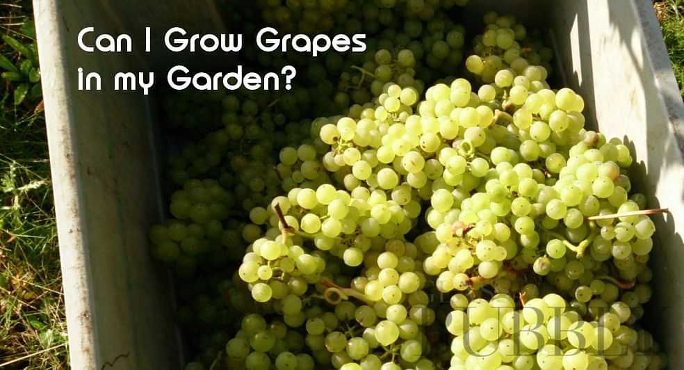 How to grow your own grapes: the best vines for British gardens